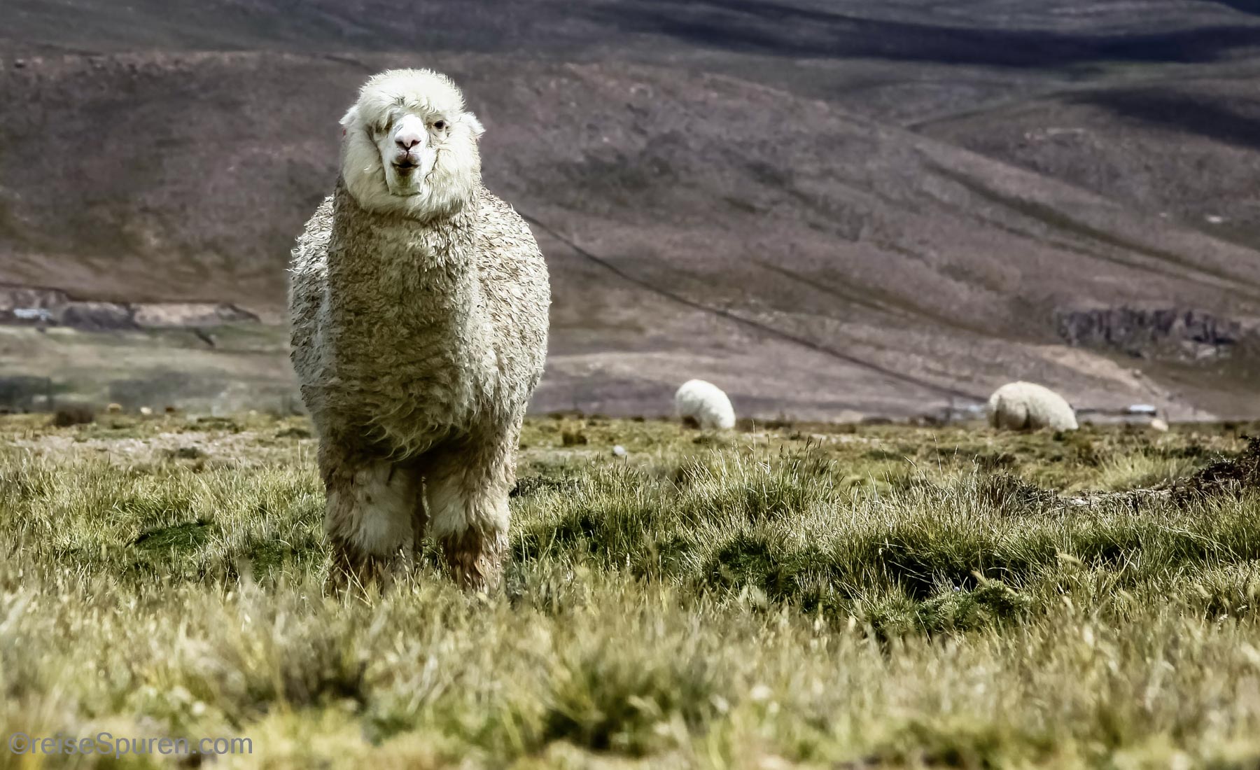 Peru