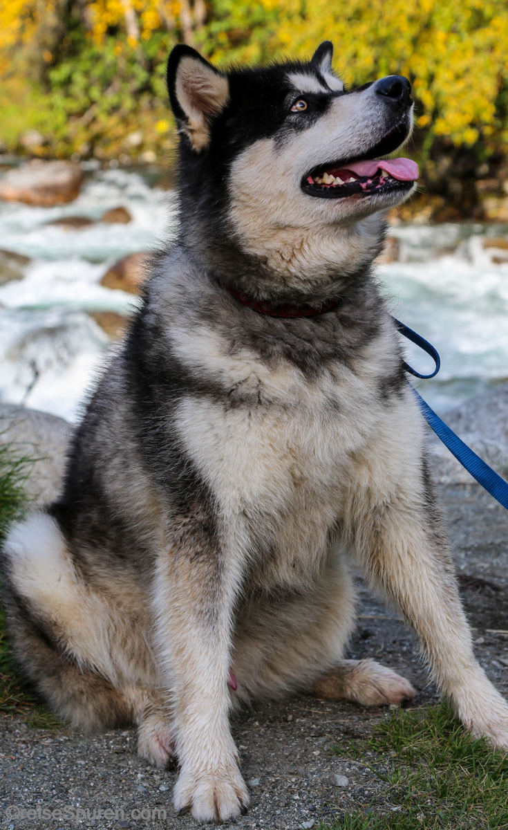 Husky