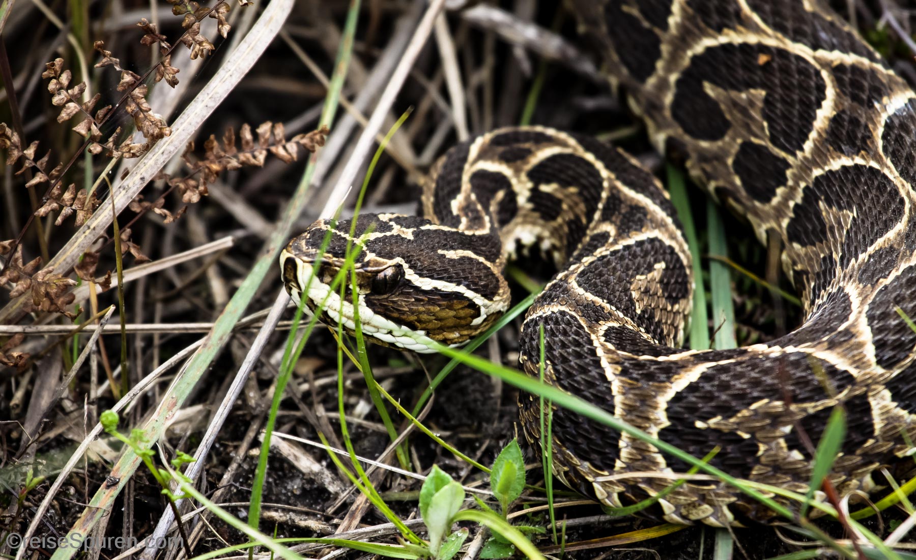 Lanzenotter (Yarara)