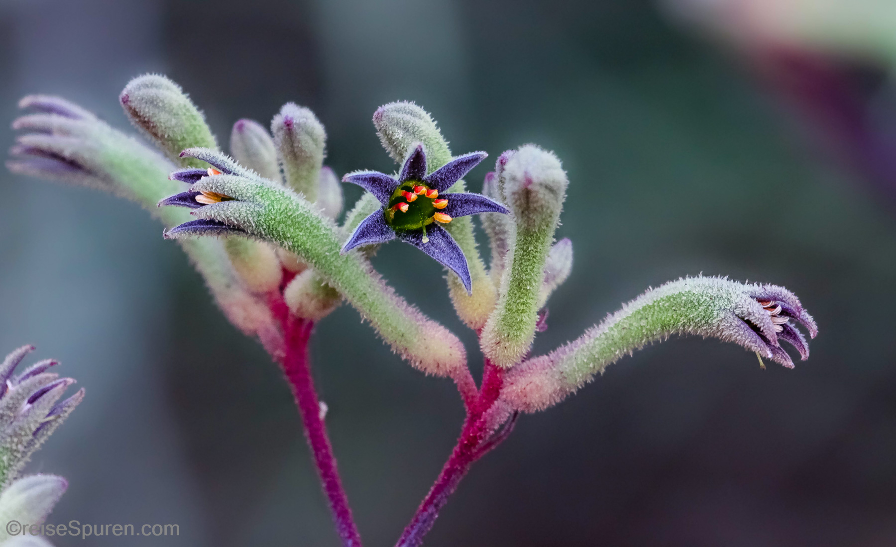Kangaroo Paw