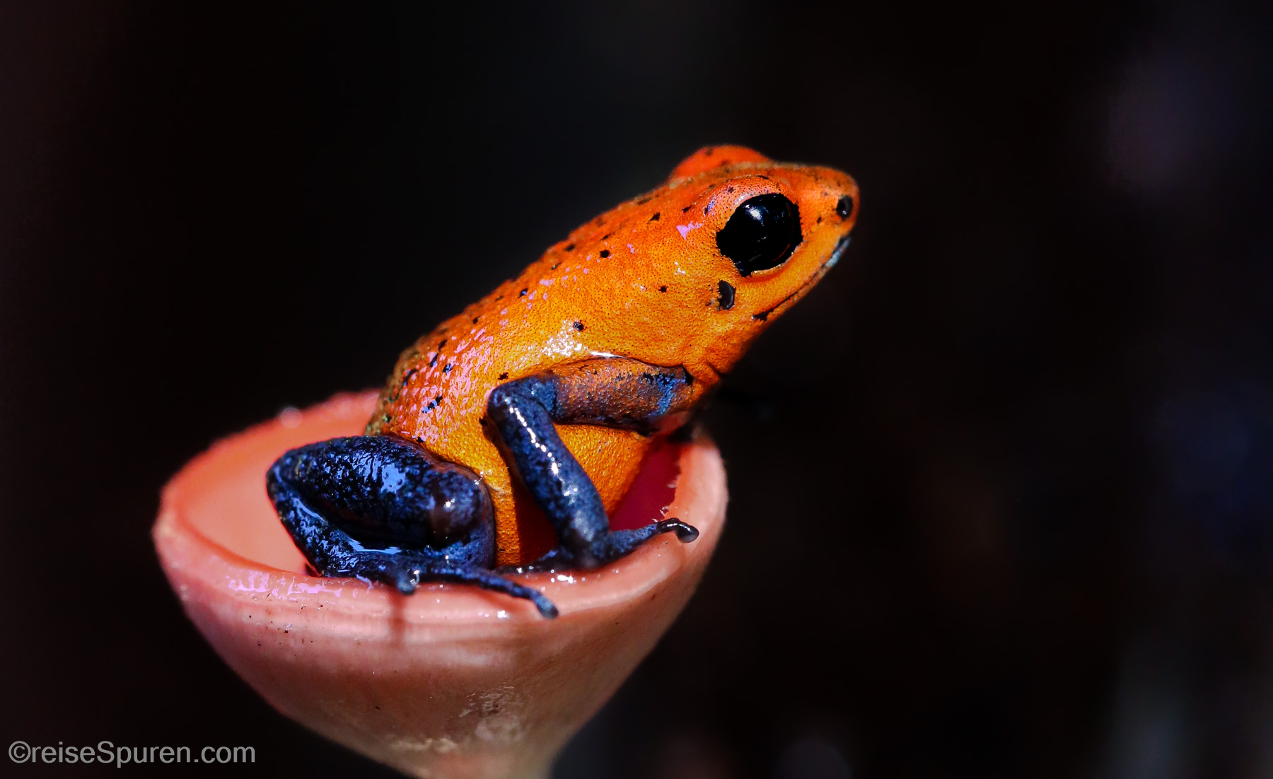 Erdbeerfrosch (Pfeilgiftfrosch)