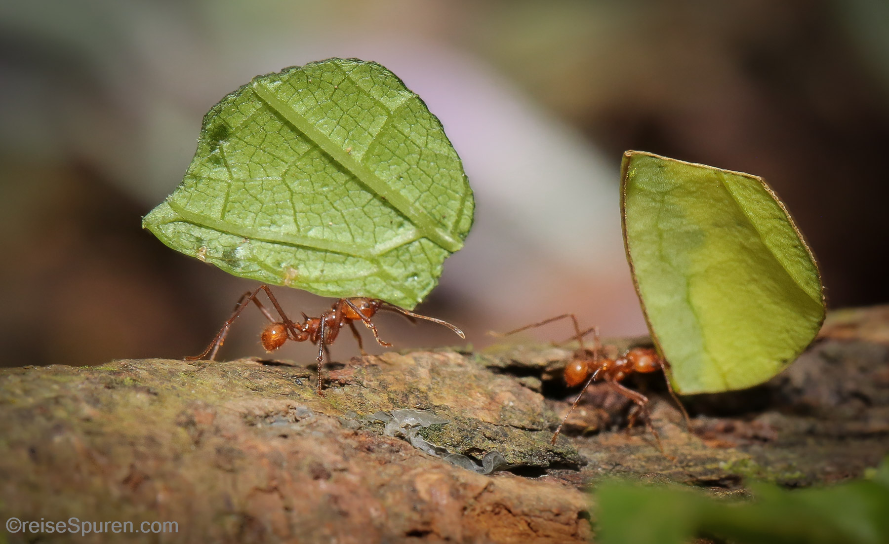 Blattschneiderameisen