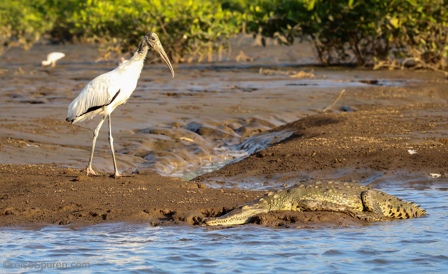 Storch und Spitzkrokodil