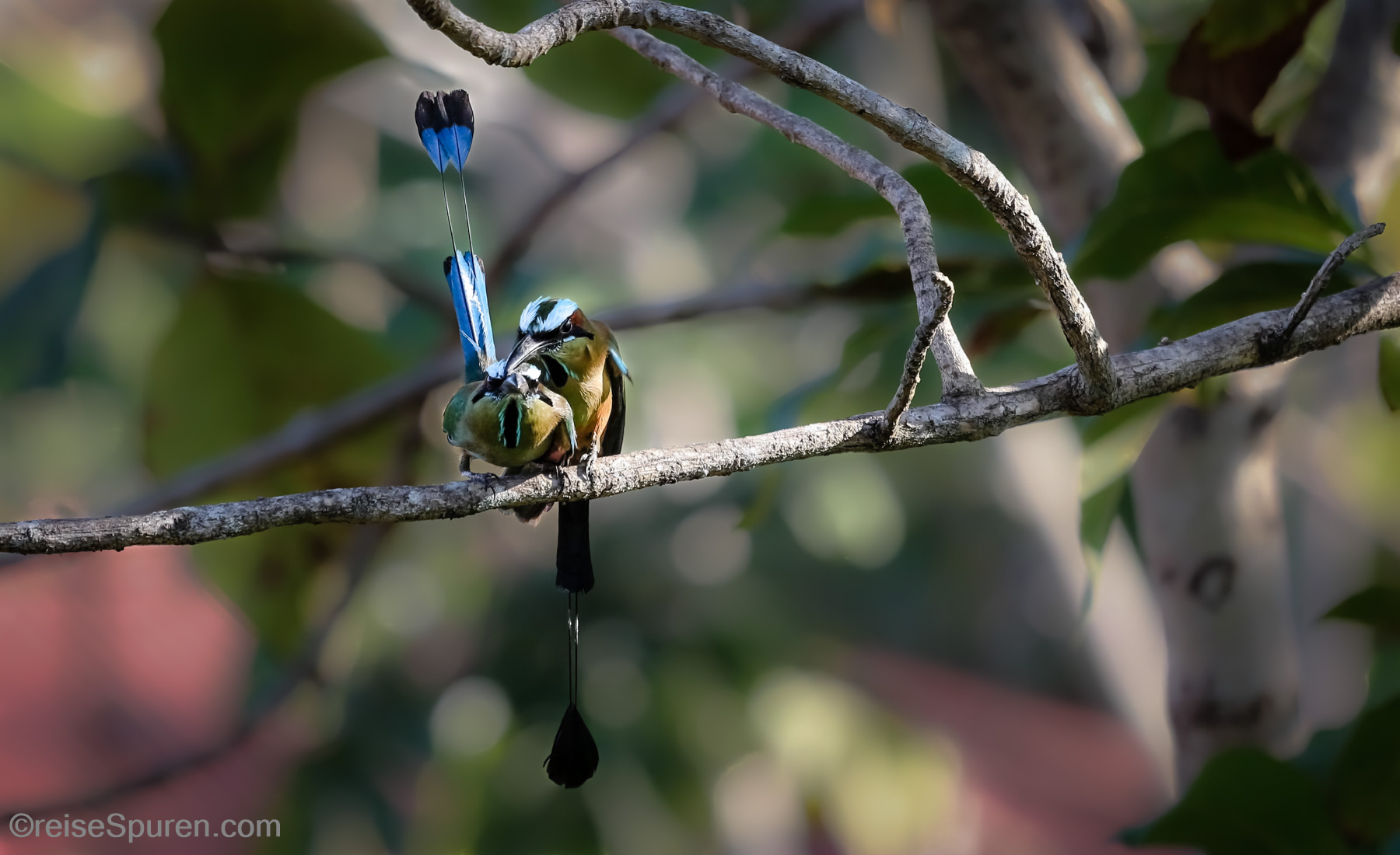 Turquoise Browed Motmot
