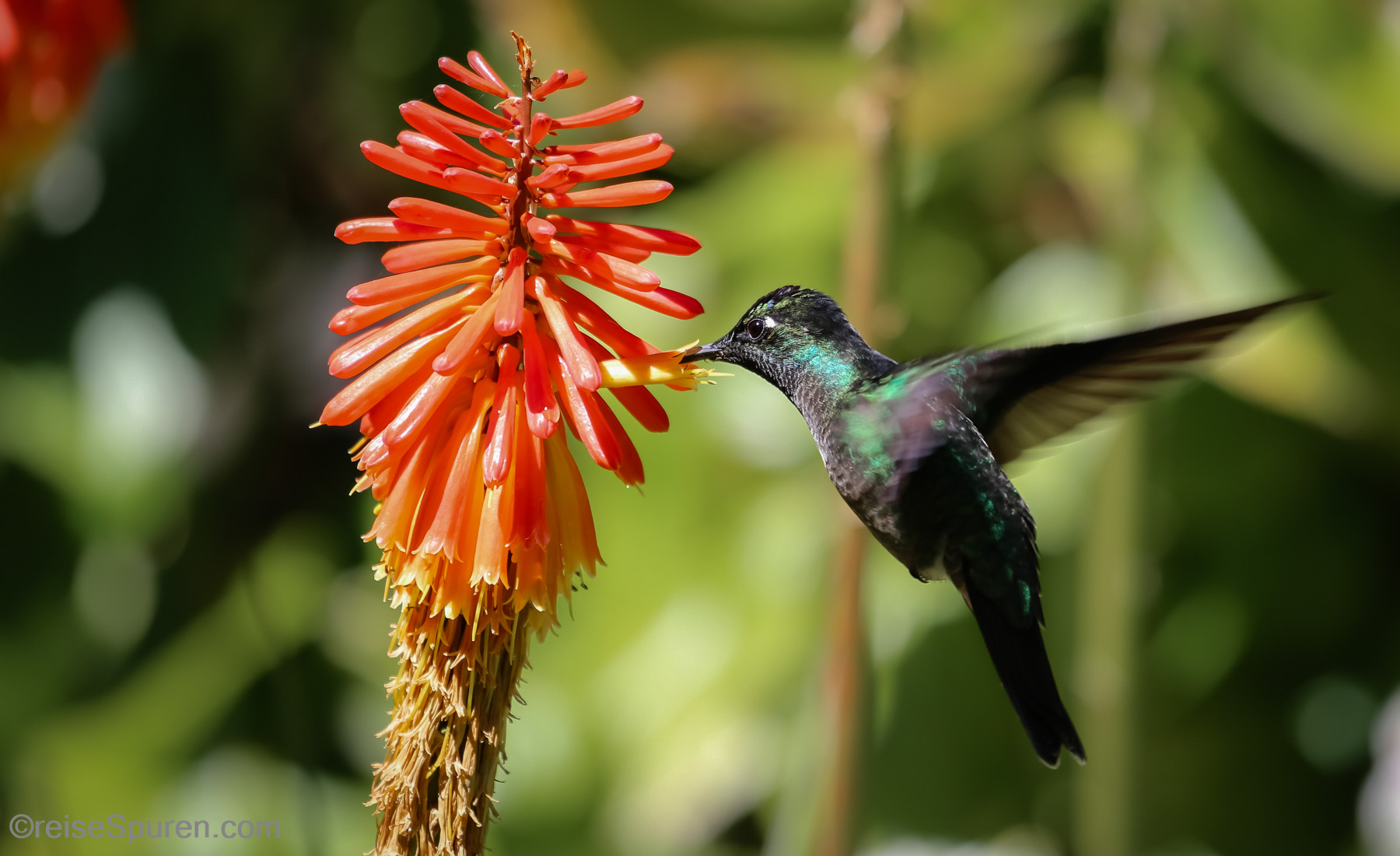 Violettkron-Brilliantkolibri