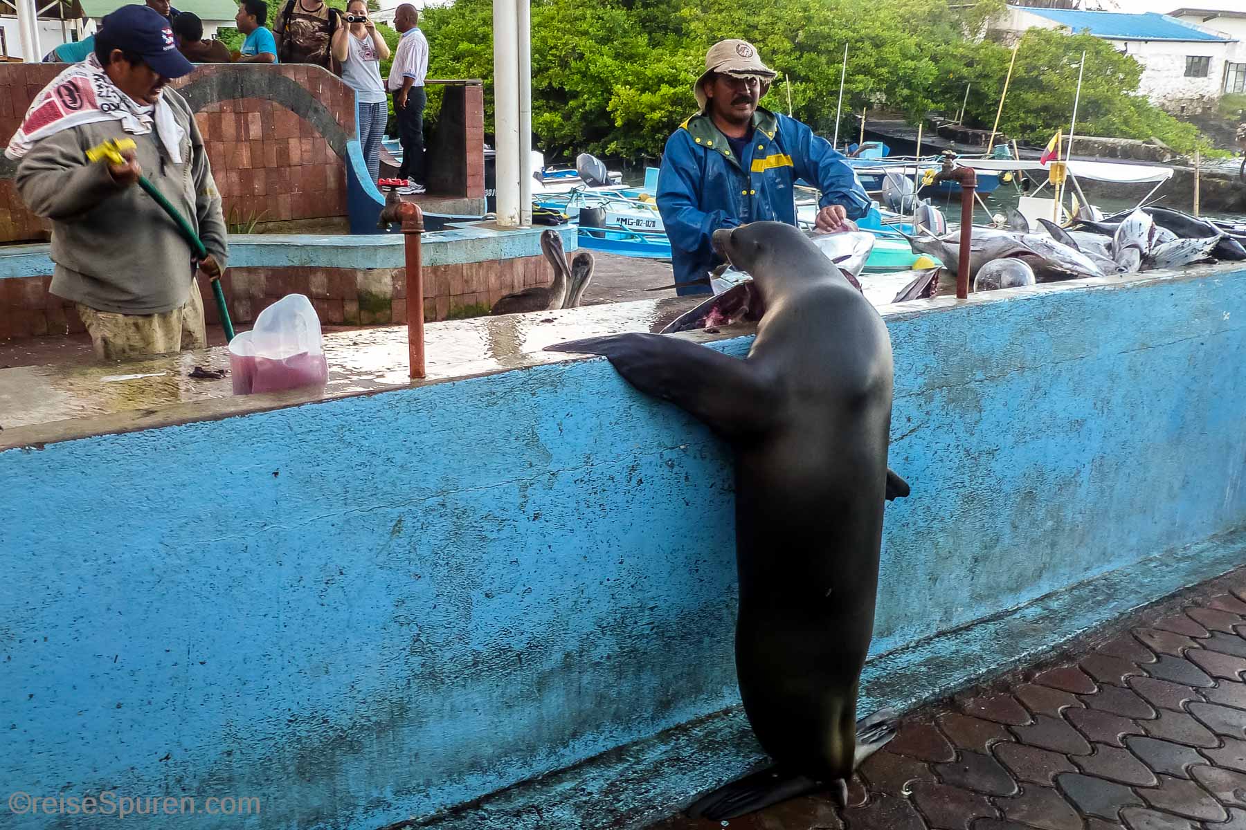 Galapagos-Seelöwe