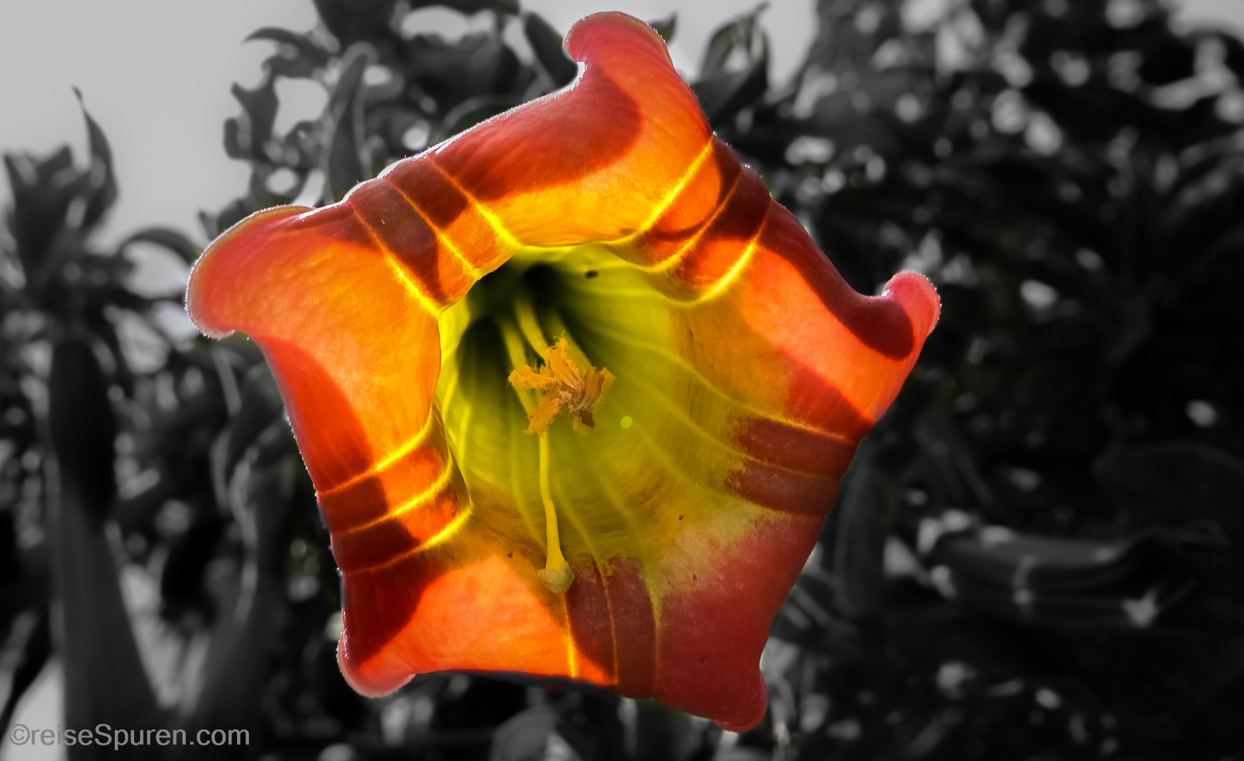 Blüte