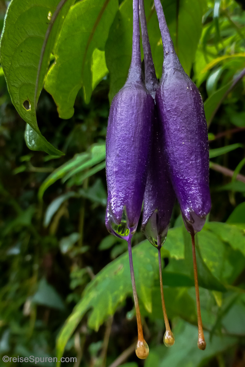 Urwaldblüten