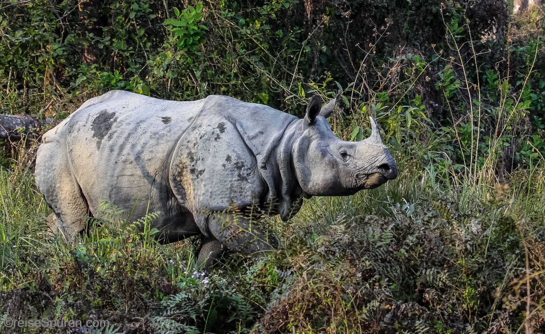 Panzernashorn
